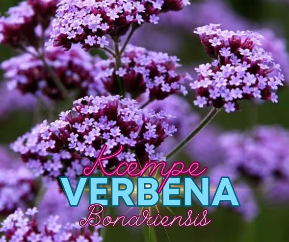 Kæmpe verbena