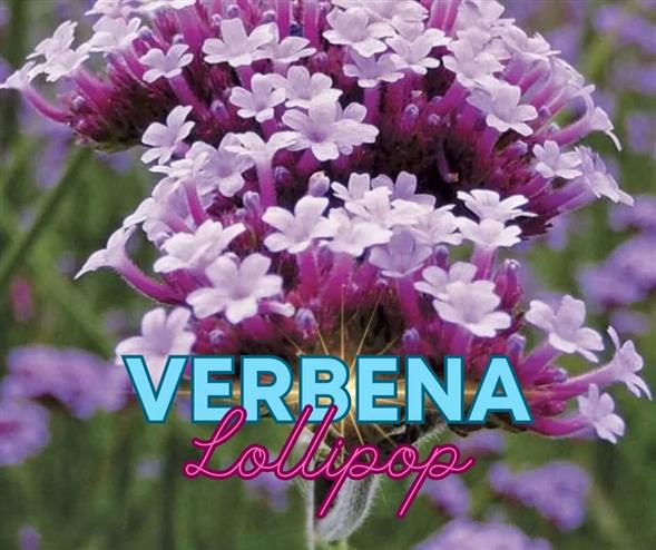 Verbena lollipop