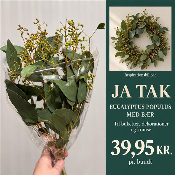 Eucalyptus